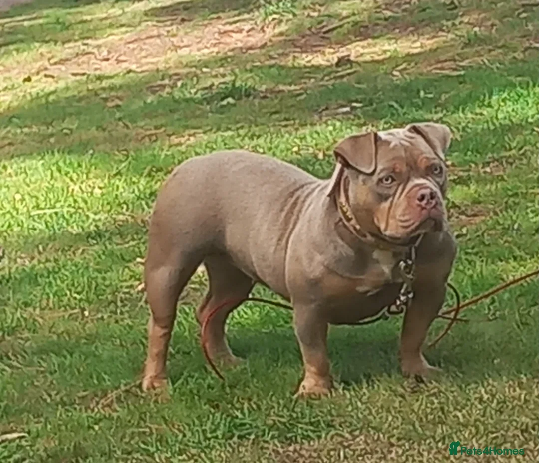 American Bully dogs for sale: LAST GIRL LEFT READY NOW ABKC REG - Advert 2