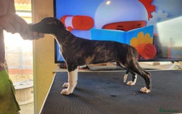 Whippet dogs for sale: A beautiful-well bred litter of small whippets  - Image 1