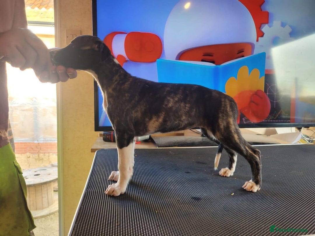 Whippet dogs for sale: A beautiful-well bred litter of small whippets  - Image 1