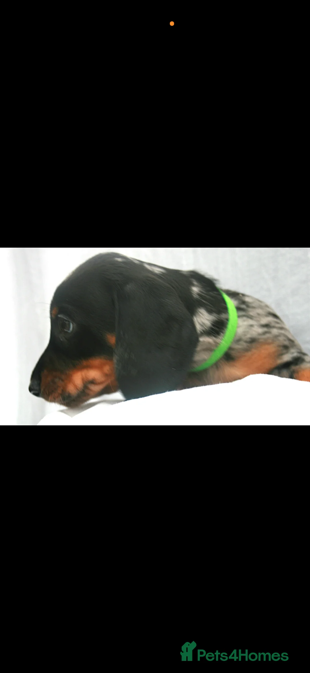 Dachshund dogs for sale: Beautiful Mini/Standard Dachshund Puppies – Ready  - Advert 14