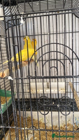 Canaries birds in Taunton - Advert 1