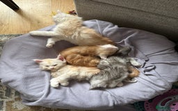 Maine Coon cats for sale: Beautiful rare colour pedigree Maine Coon kittens - Image 21