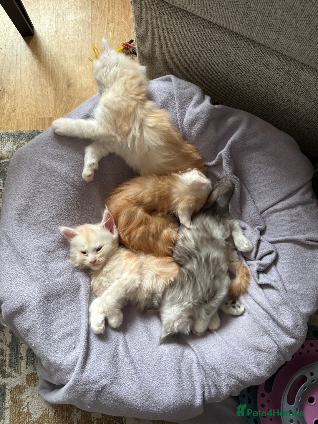 Maine Coon cats for sale: Beautiful rare colour pedigree Maine Coon kittens - Image 21
