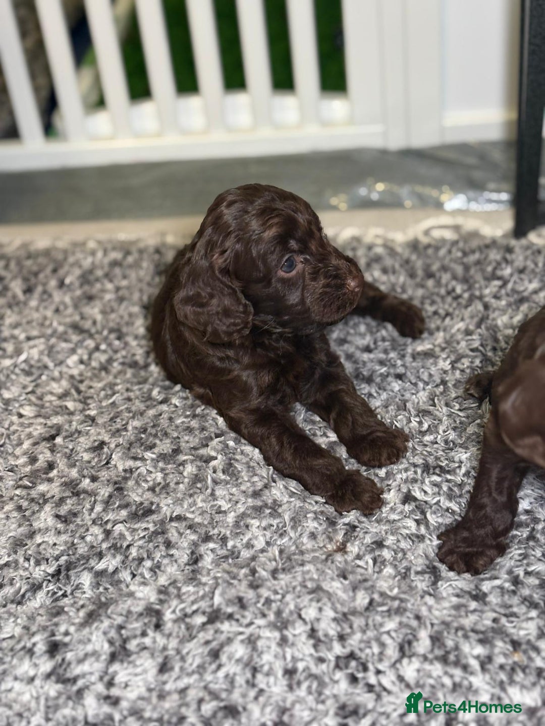 Cockapoo dogs for sale: Ready to leave Minature F1 PRA clear cockapoo pups - Image 16