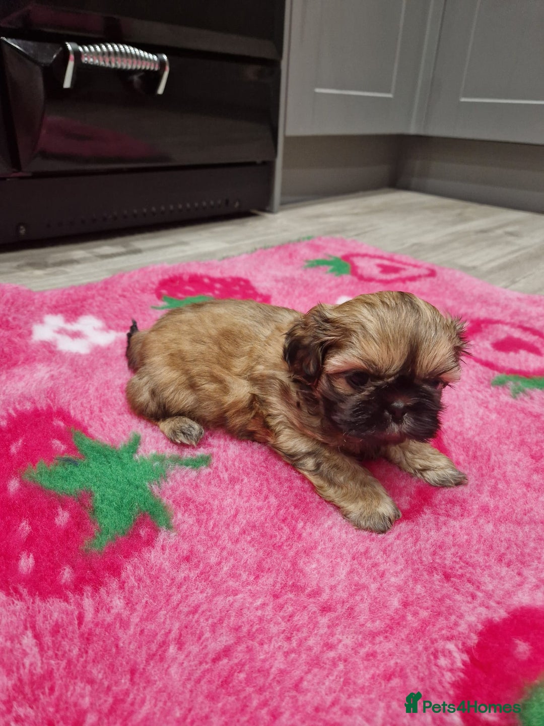 Shih Tzu dogs for sale: Shih Tzu Puppies - Advert 13