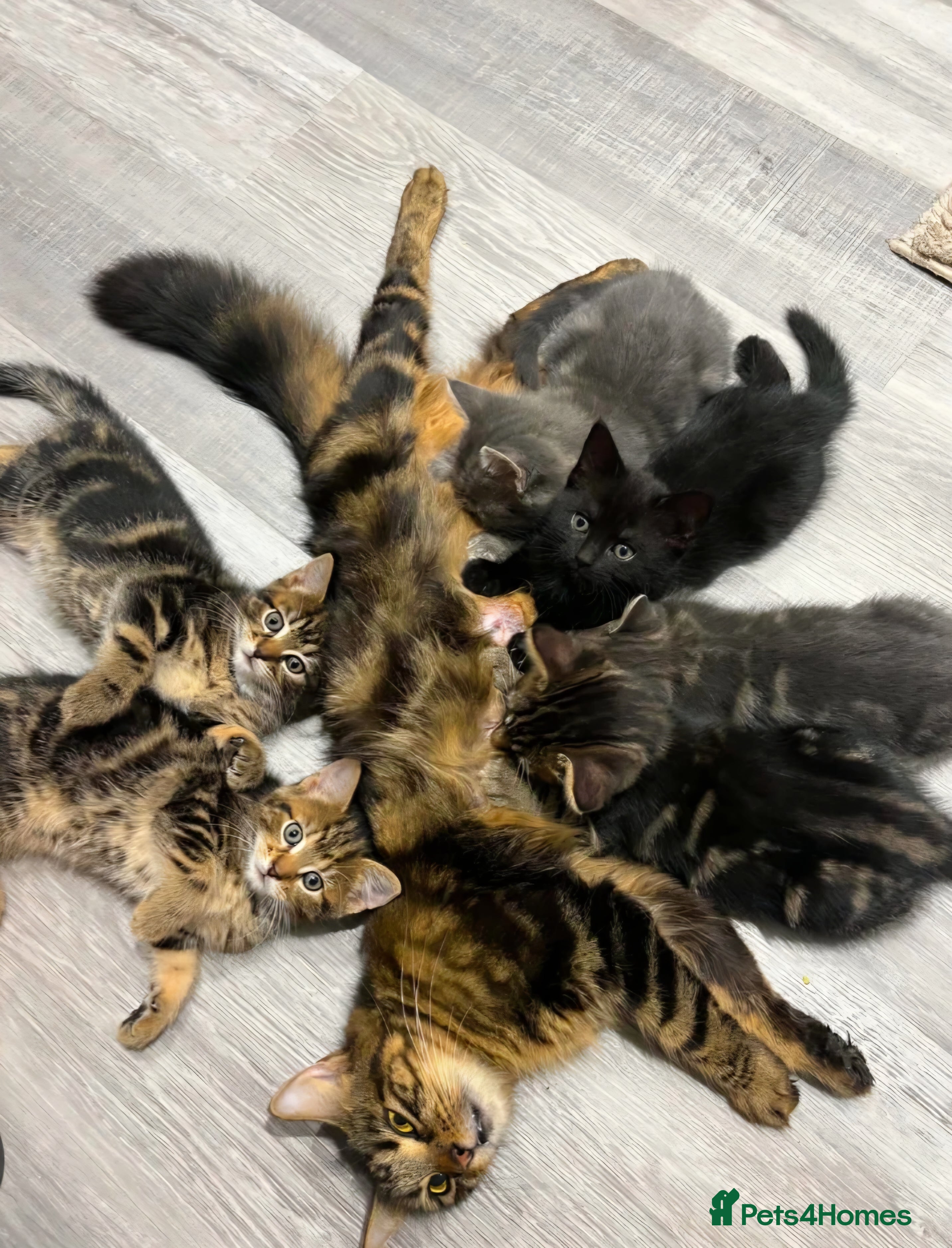 Domestic Shorthair cats for sale: Male Tabby kitten  - Advert 2