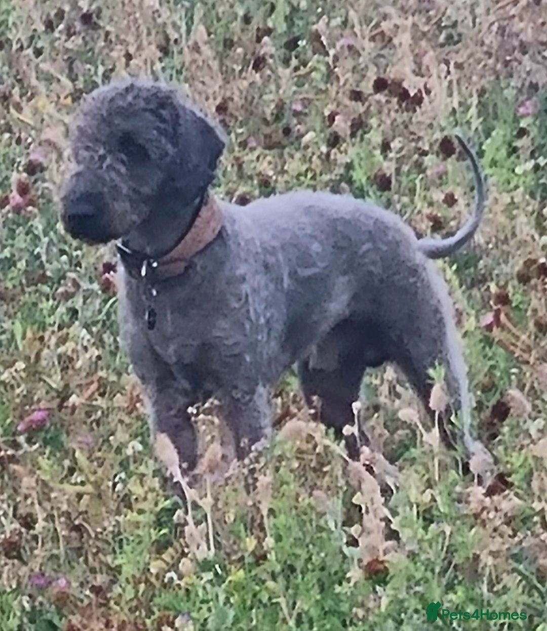 Bedlington Terrier dogs Dark Blue Bedlington terrier for stud CT clear   - Advert 6