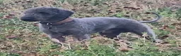 Bedlington Terrier dogs for stud: Dark Blue Bedlington terrier for stud CT clear   - Advert 1