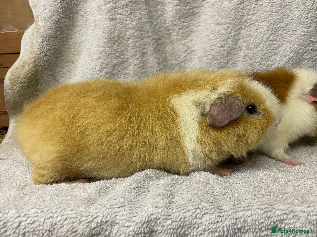 Guinea Pig rodents for sale: Various male teddy Guineapigs for sale  - Advert 6