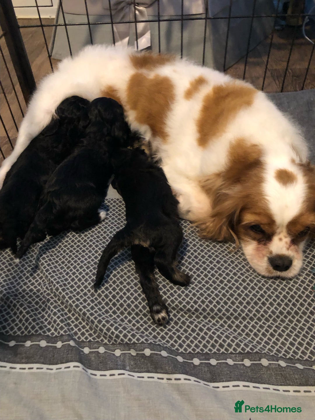 Cavapoo dogs for sale: F1 Cavapoo puppies 1 male 2 females - Advert 11