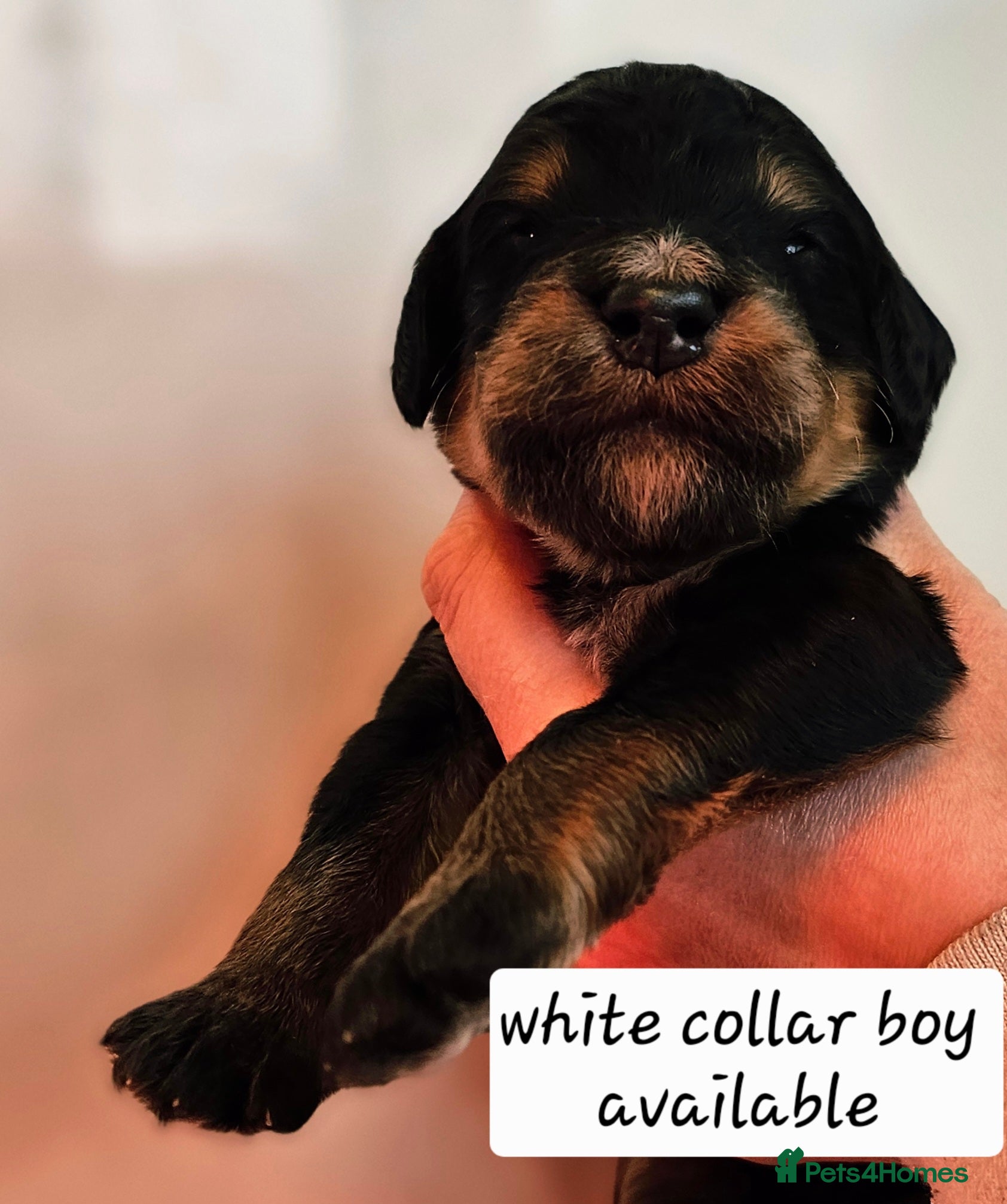 Bernedoodle dogs All currently reserved! Quality F1Bernedoodle pups - Advert 13