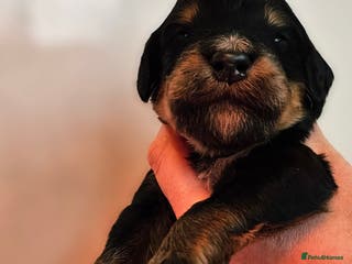 Bernedoodle dogs All currently reserved! Quality F1Bernedoodle pups - Advert 15