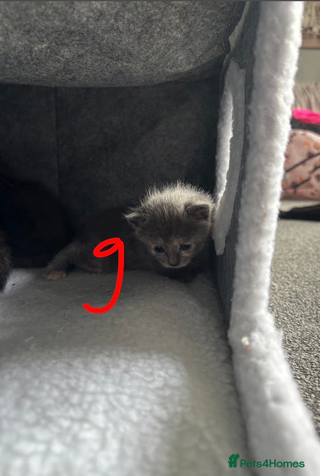 Maine Coon cats for sale: Kittens  - Image 30