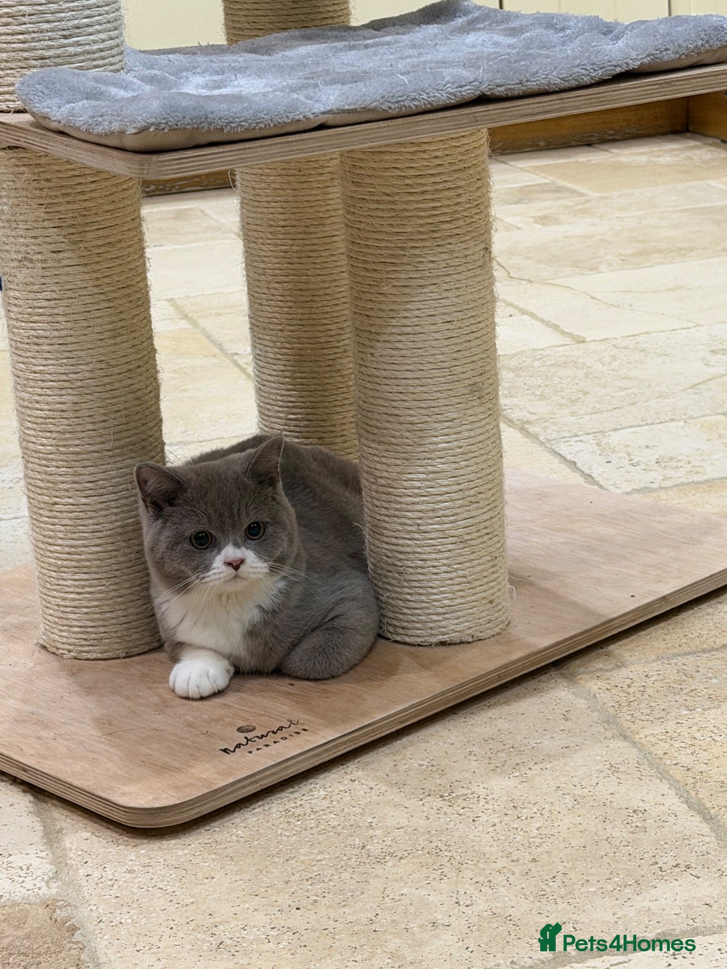 British Shorthair cats READY NOW - REGISTERED FULL PEDIGREE BSH - Advert 2