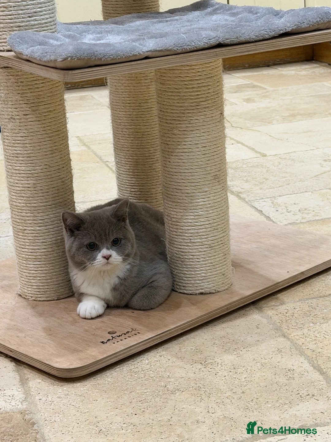 British Shorthair cats for sale: READY NOW - REGISTERED FULL PEDIGREE BSH - Advert 1