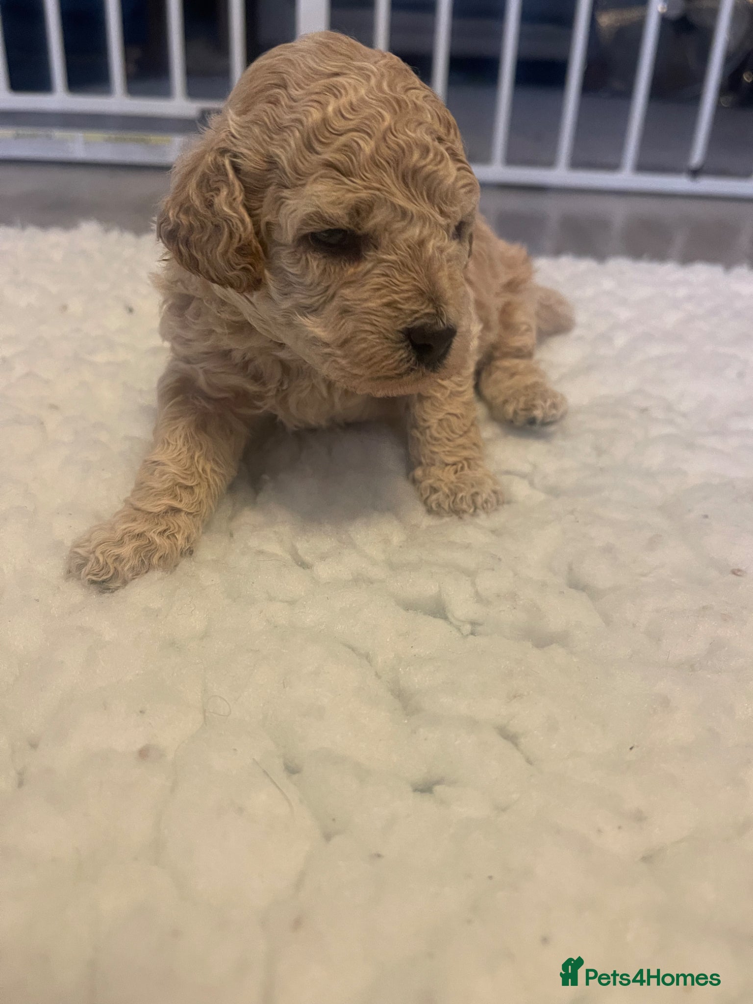 Toy Poodle Puppy 4 blue collar 