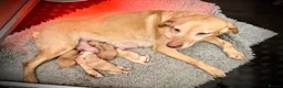 Labrador Retriever dogs for sale: Yellow Labrador Dog Puppy - Advert 1