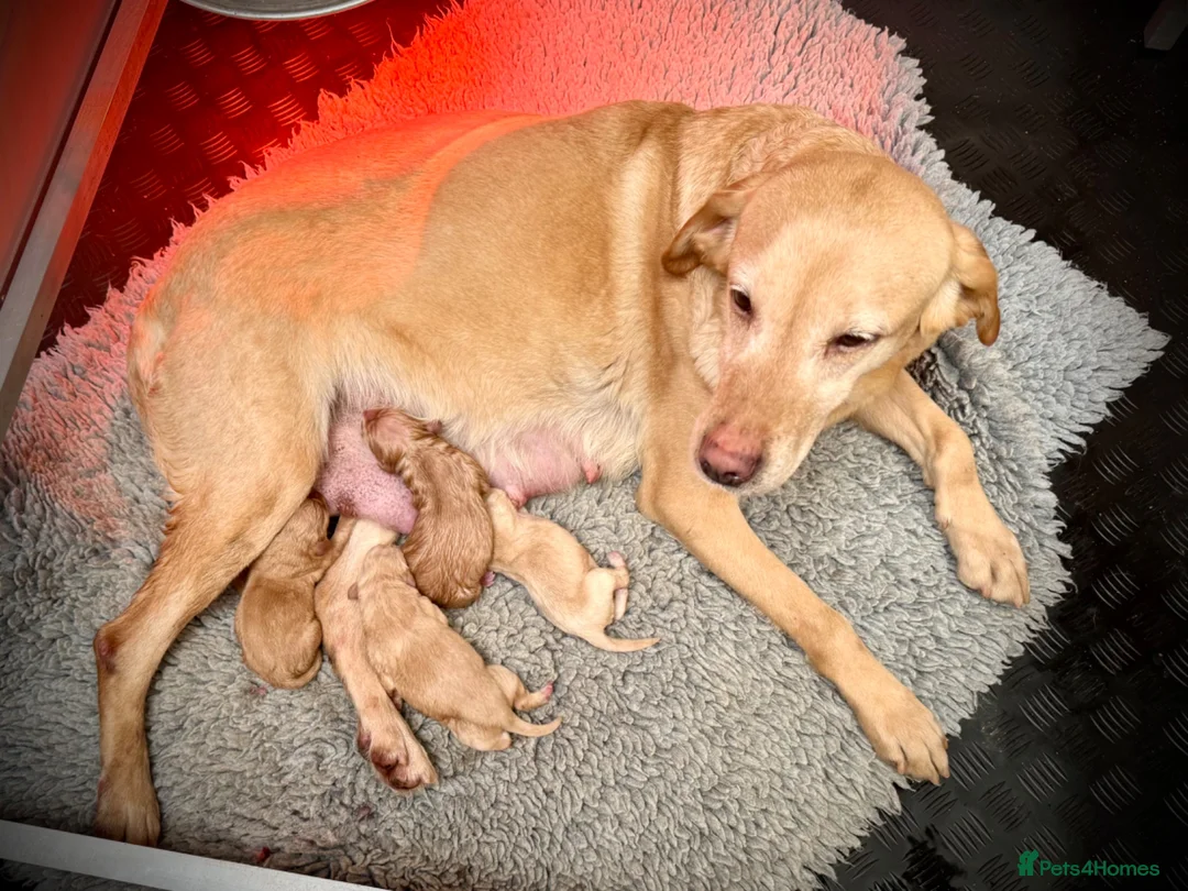 Labrador Retriever dogs for sale: Yellow Labrador Dog Puppy - Advert 1