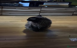 Ragdoll cats for sale: 7 Adorable Ragdoll Kittens Ready for Loving Homes - Advert 6