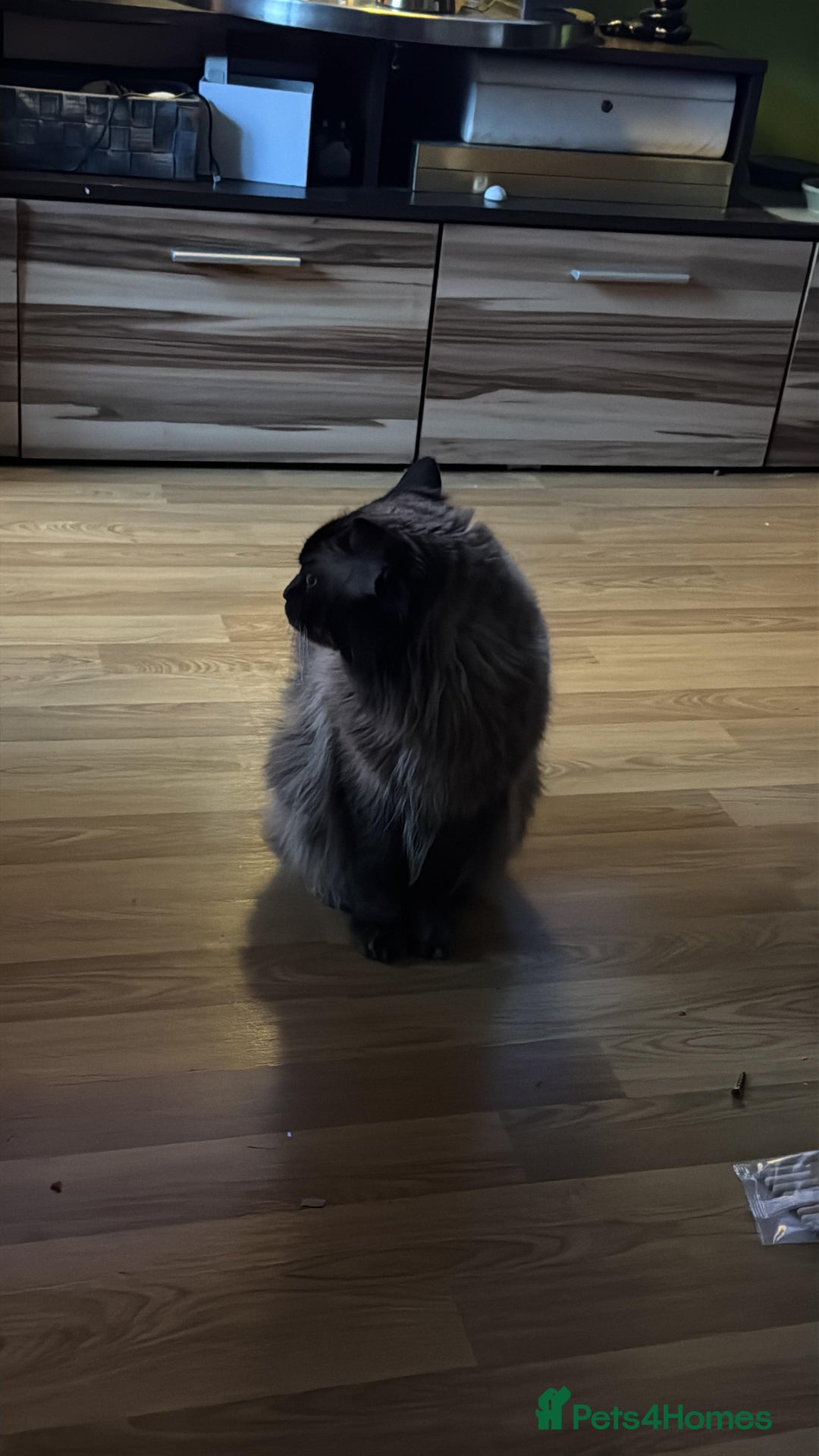 Ragdoll cats for sale: 7 Adorable Ragdoll Kittens Ready for Loving Homes - Advert 6