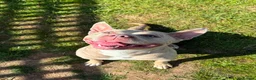 Mixed Breed dogs for sale: Need to re-home beautiful staffy x Frenchie female - Advert 5