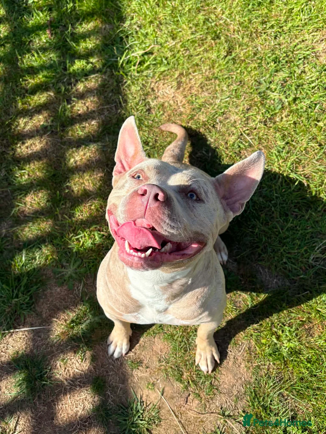 Mixed Breed dogs for sale: Need to re-home beautiful staffy x Frenchie female - Advert 5
