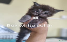 Maine Coon cats for sale: Absolutelly gorgeous kittens  - Image 8