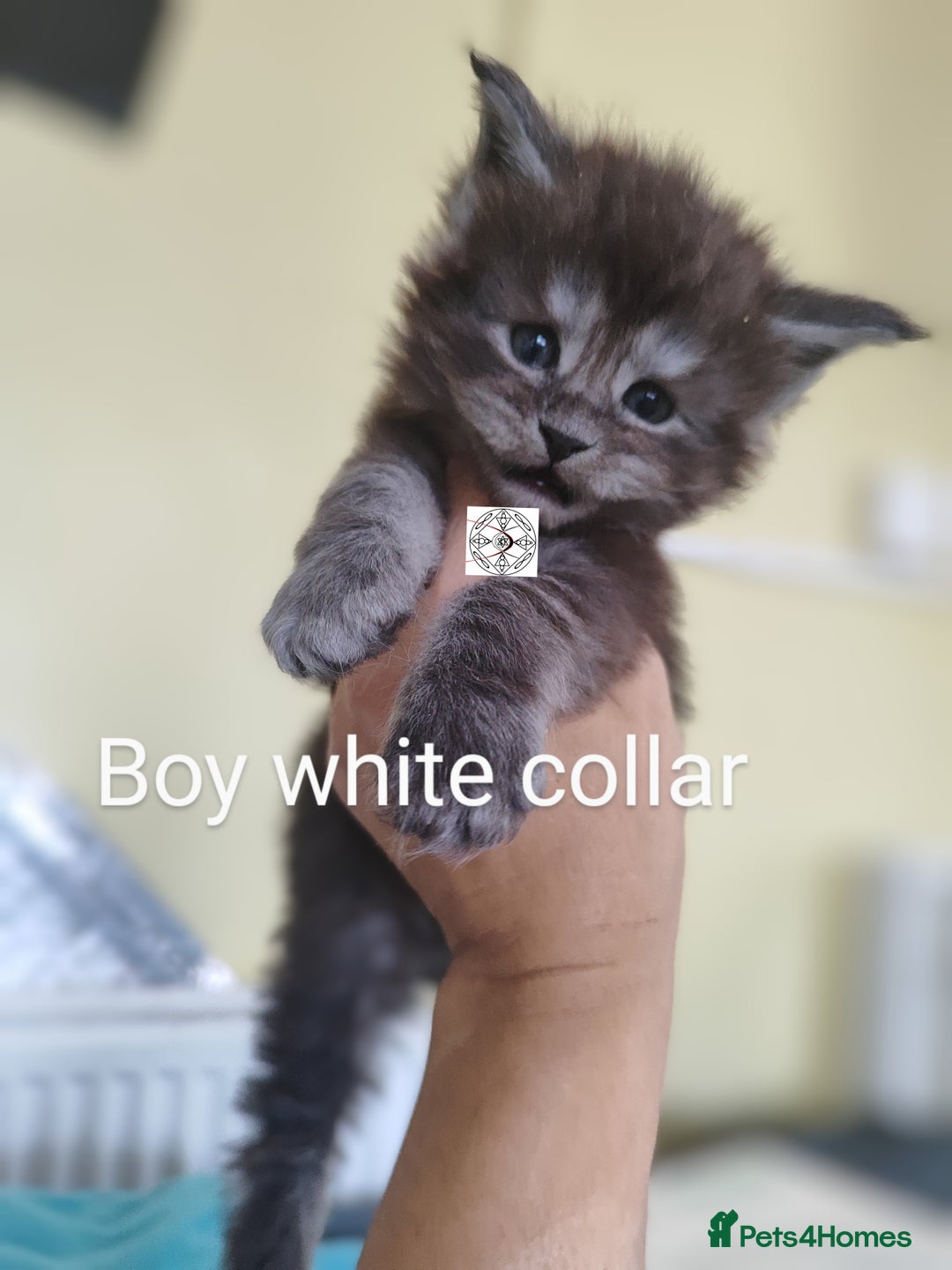 Maine Coon cats for sale: Absolutelly gorgeous kittens  - Image 8