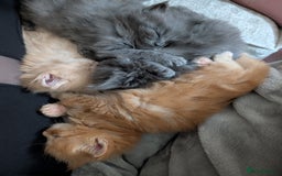 Maine Coon cats for sale: Beautiful Maine Coon Kittens - Image 22