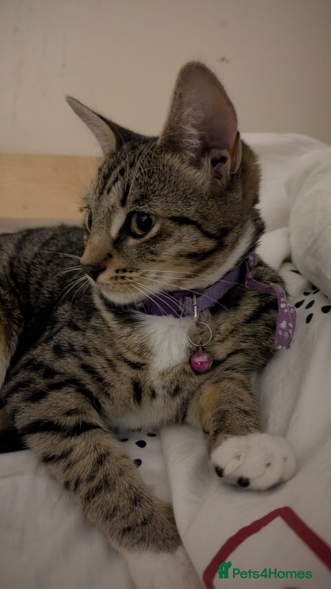 Mixed Breed cats Mother Cat and 3 Kittens Available - Advert 1