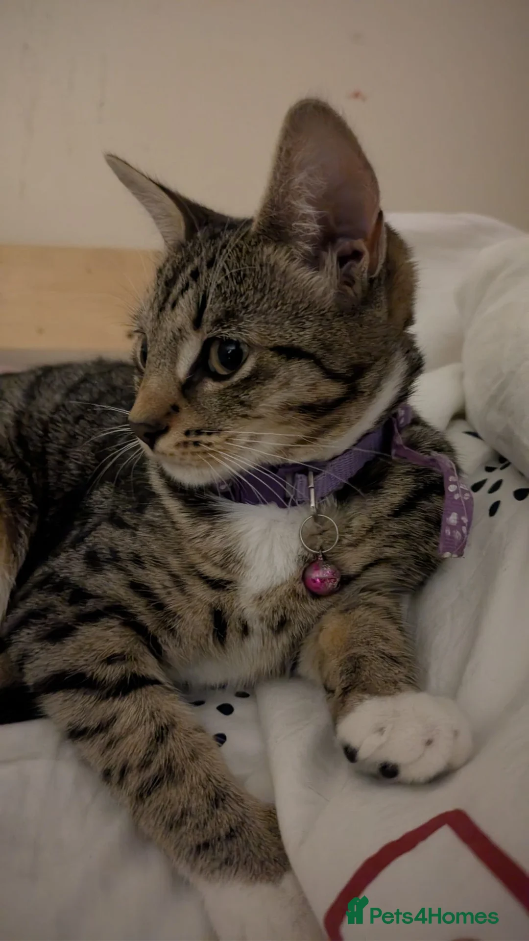 Mixed Breed cats for sale: Mother Cat and 3 Kittens Available in Oldbury - Advert 1