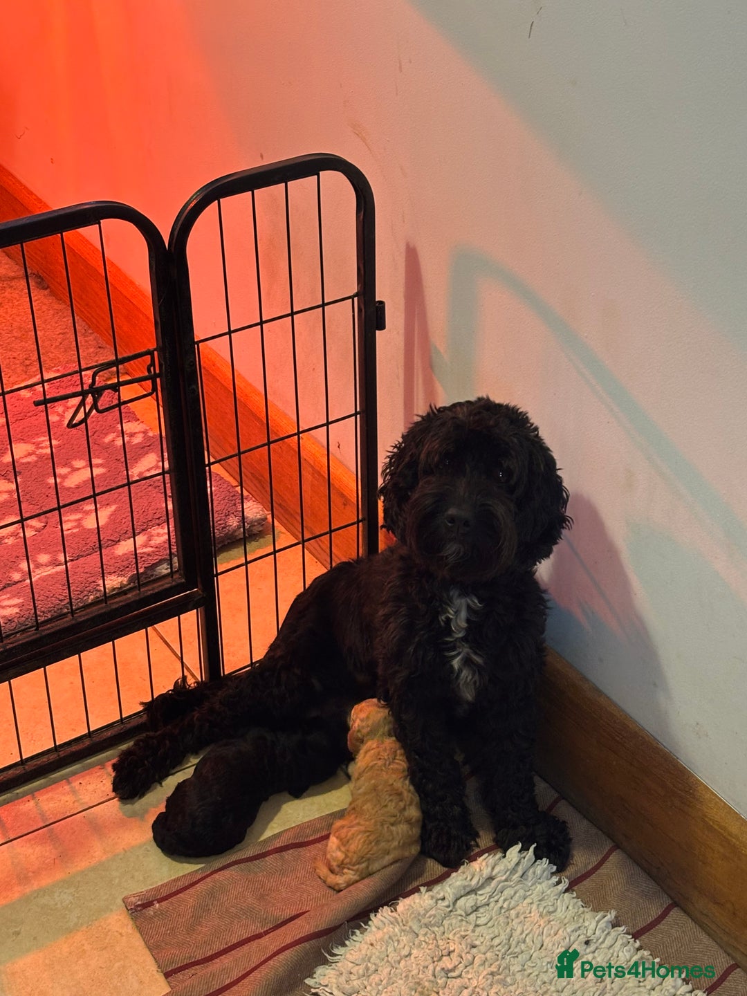 Sproodle dogs for sale: Gorgeous Sproodle F1b puppies - Advert 15