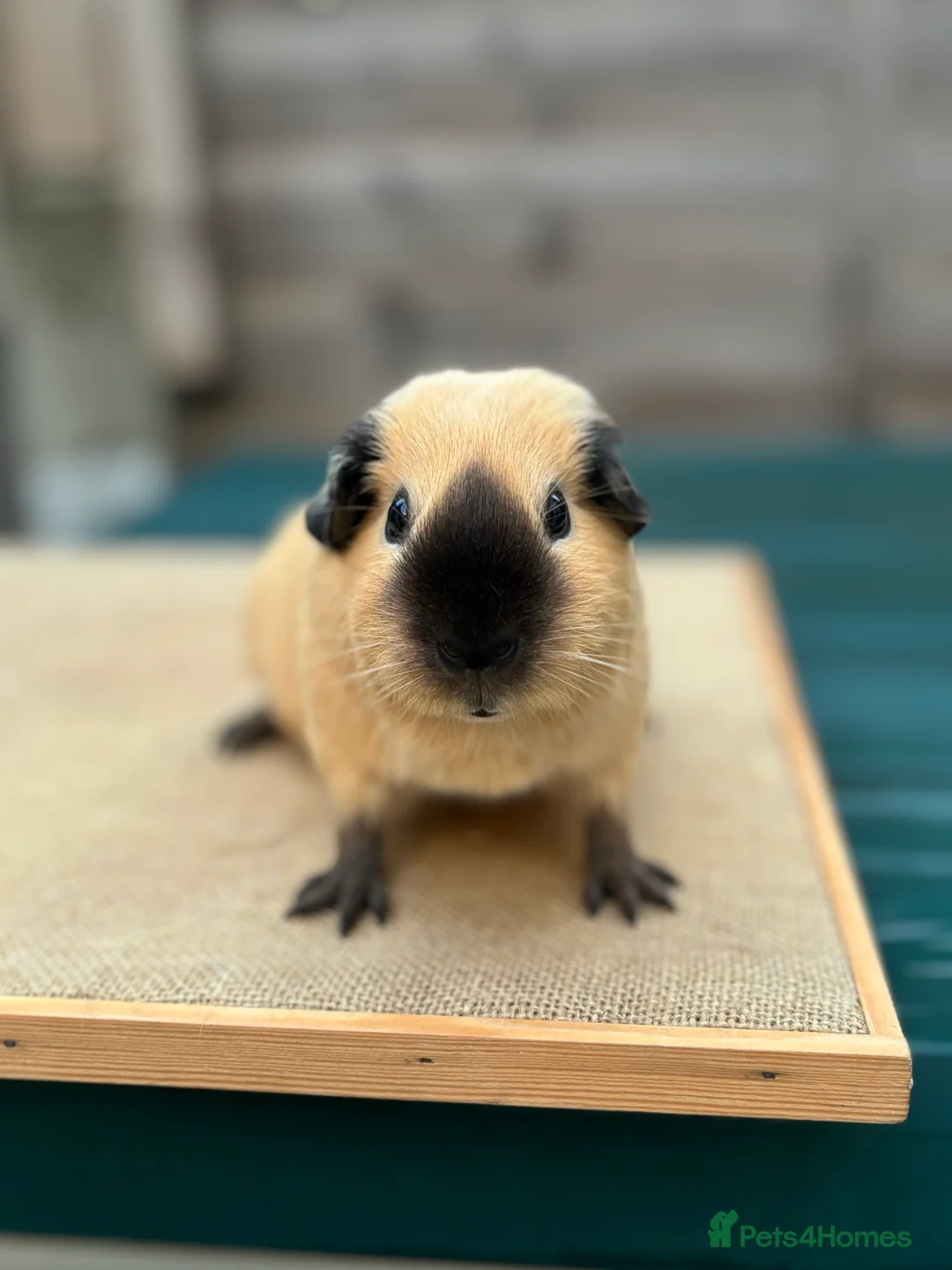 Guinea Pig rodents for sale: Cali and cream brother pair  - Advert 4