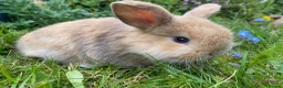 Mini Lop rabbits for sale: Beautiful mini-lop baby rabbits - Advert 8