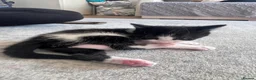 Mixed Breed cats for sale: 2 beautiful kittens   - Advert 7