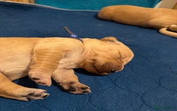 Golden Retriever dogs for sale: Beautiful Golden Retriever boys  - Image 21