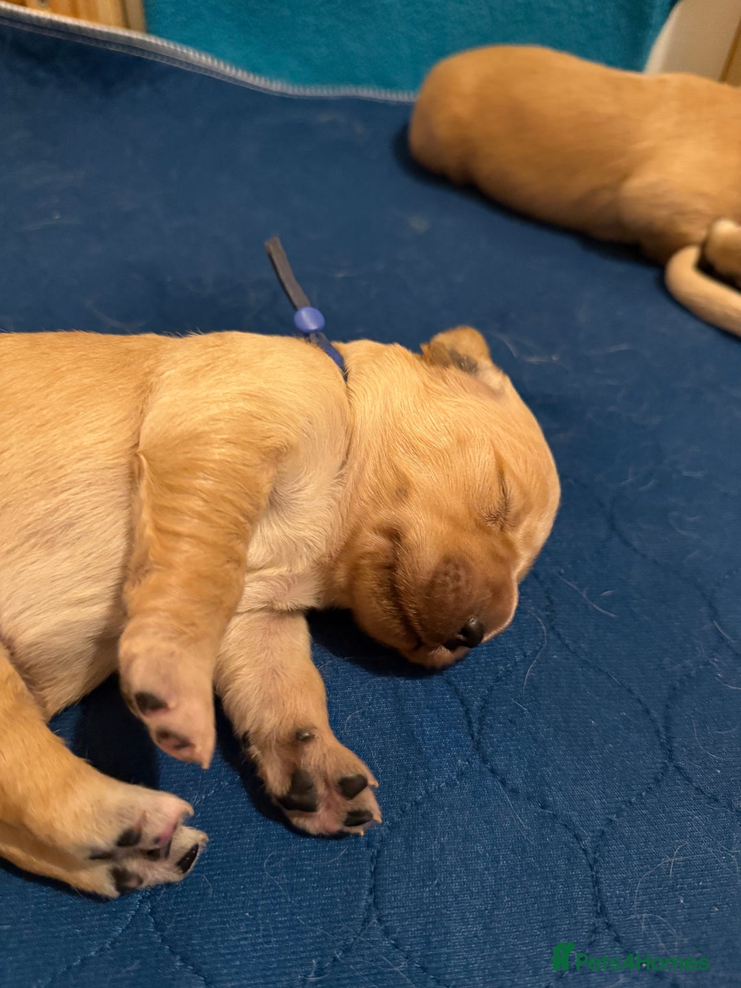 Golden Retriever dogs for sale: Beautiful Golden Retriever boys  - Image 21