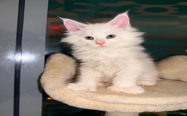 Maine Coon cats - Advert 1