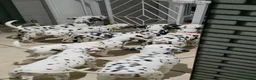 Dalmatian dogs for sale: StrictlyDals *Litter of 8 puppies  - Advert 5