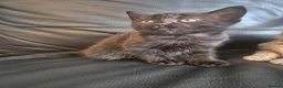 Mixed Breed cats for sale: 2 boys available now - Advert 2