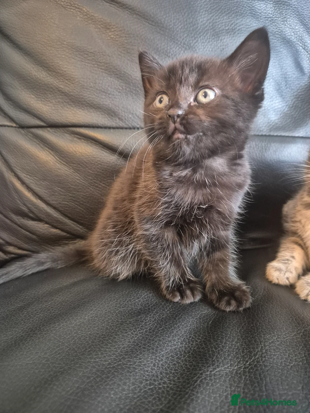 Mixed Breed cats for sale: 2 boys available now - Advert 2