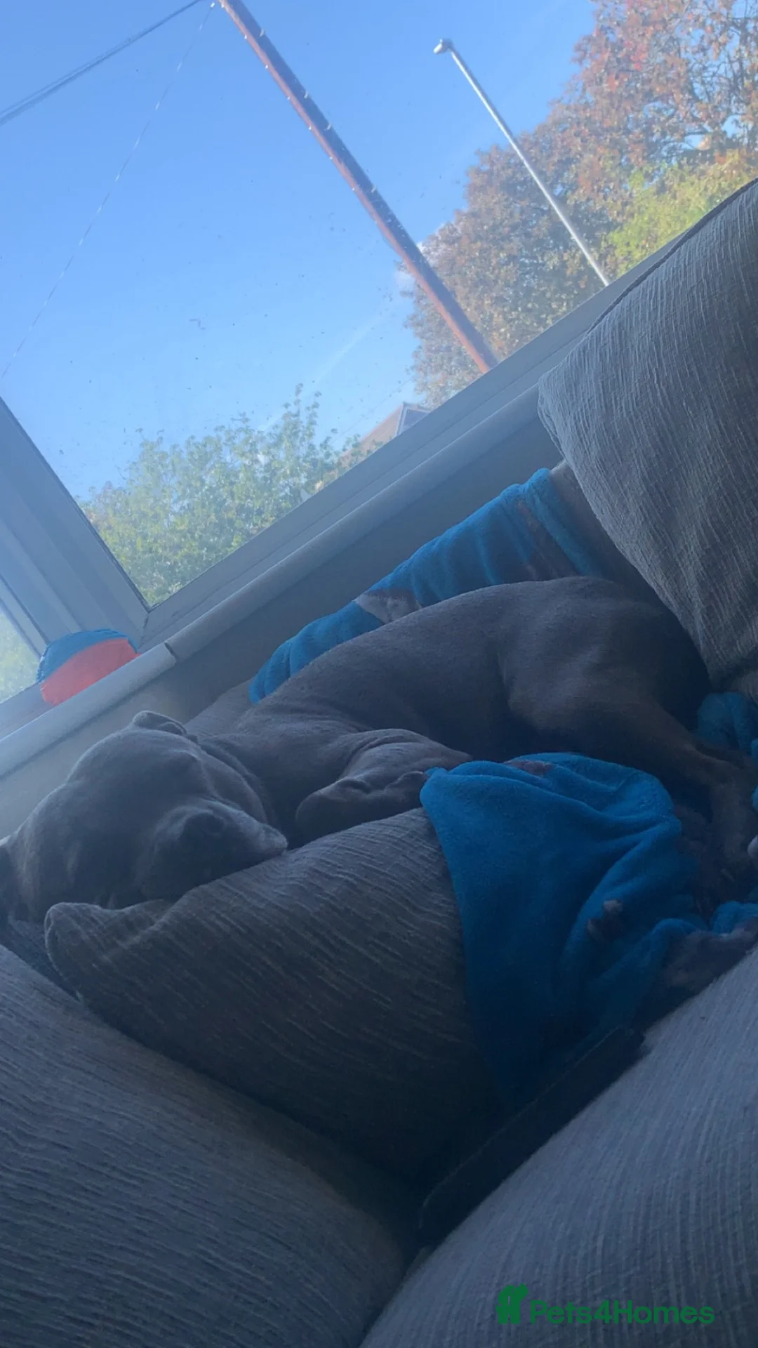 Staffordshire Bull Terrier dogs for stud: Kc registered blue staff for stud in Gateshead - Advert 2