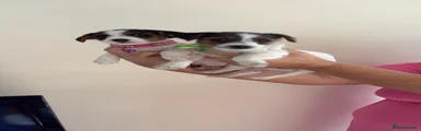 Jack Russell 2