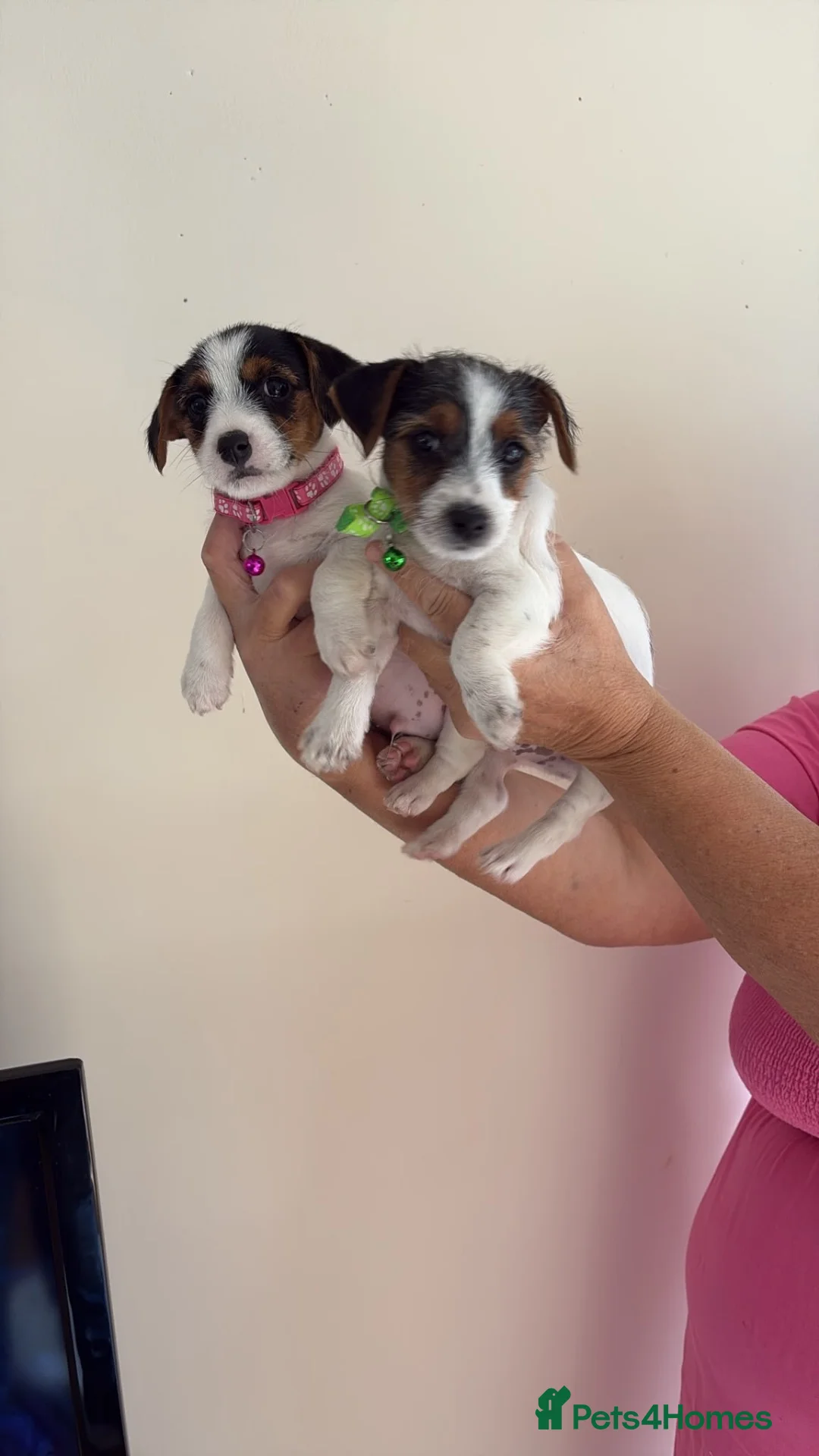Jack Russell dogs for sale: Jack Russell puppies  - Advert 2