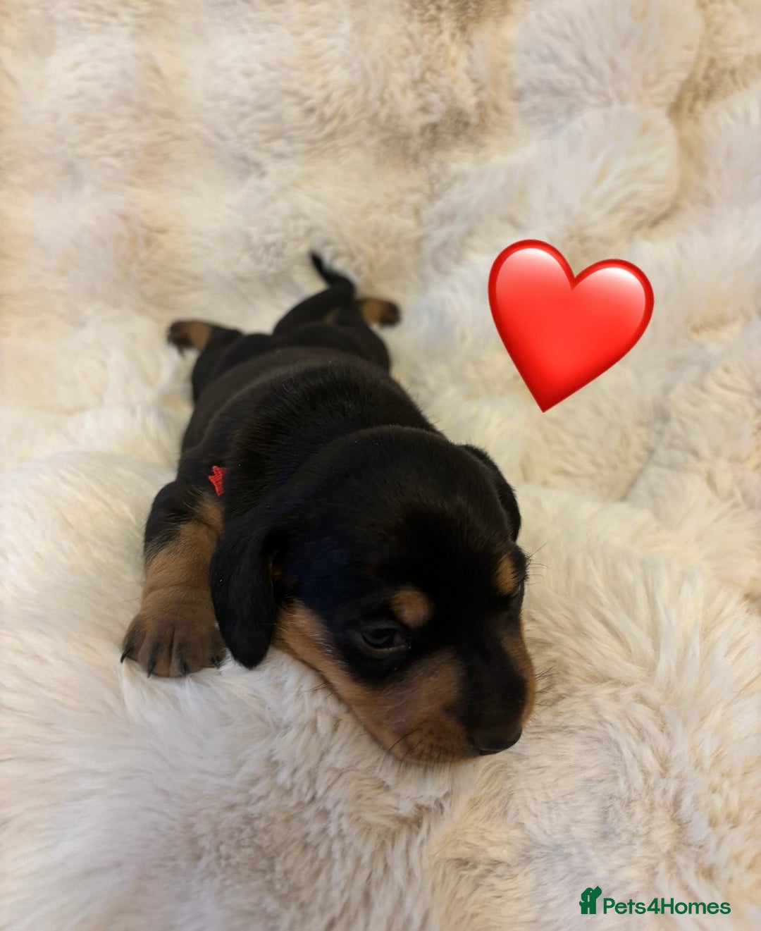 Miniature Dachshund dogs for sale: 🥇KC Registered Miniature Dachshunds Champion Line - Advert 20