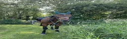 English Thoroughbred horses for sale: 16hh thoroughbred horse  - Advert 2