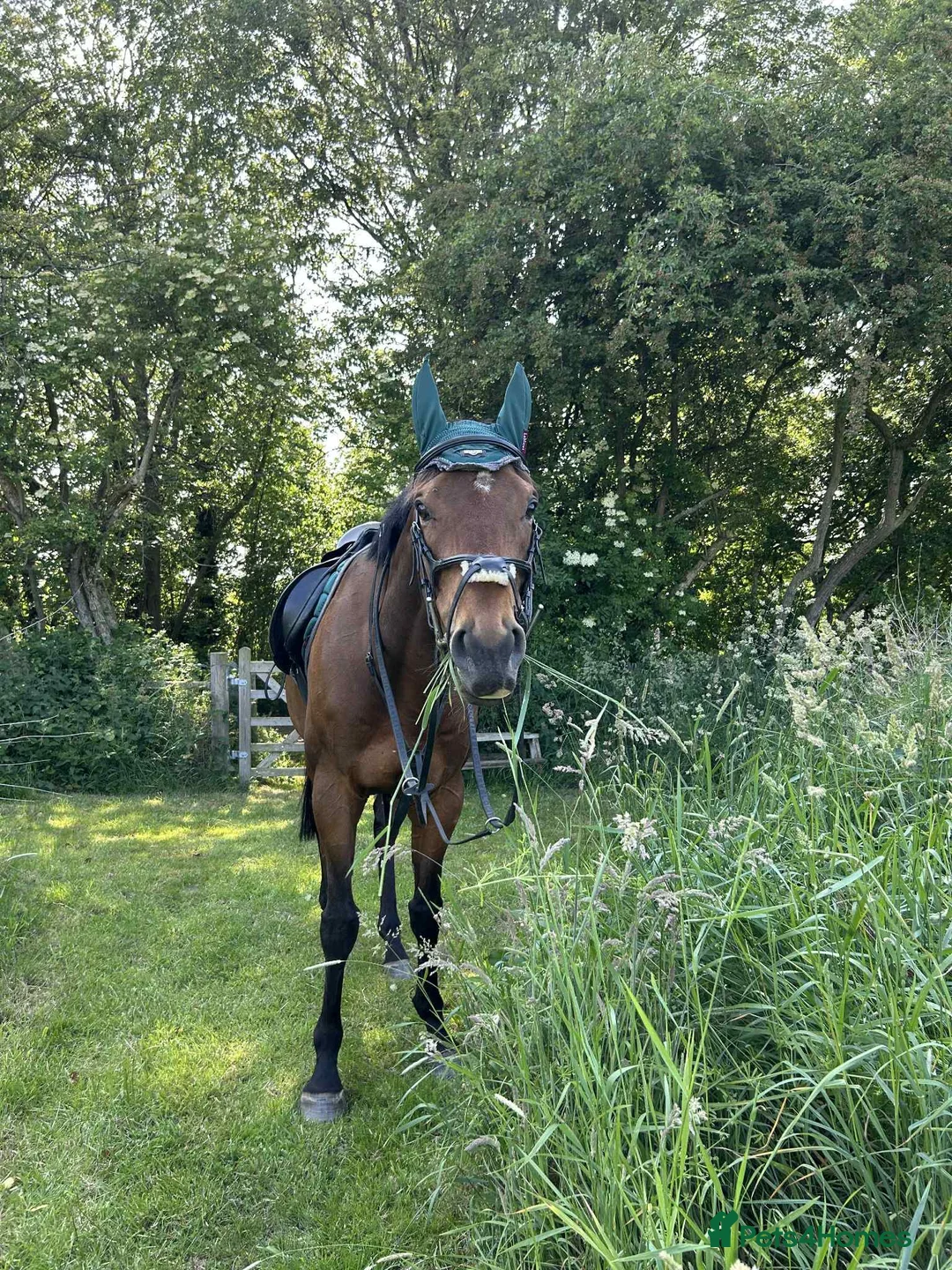 English Thoroughbred horses for sale: 16hh thoroughbred horse  - Advert 2
