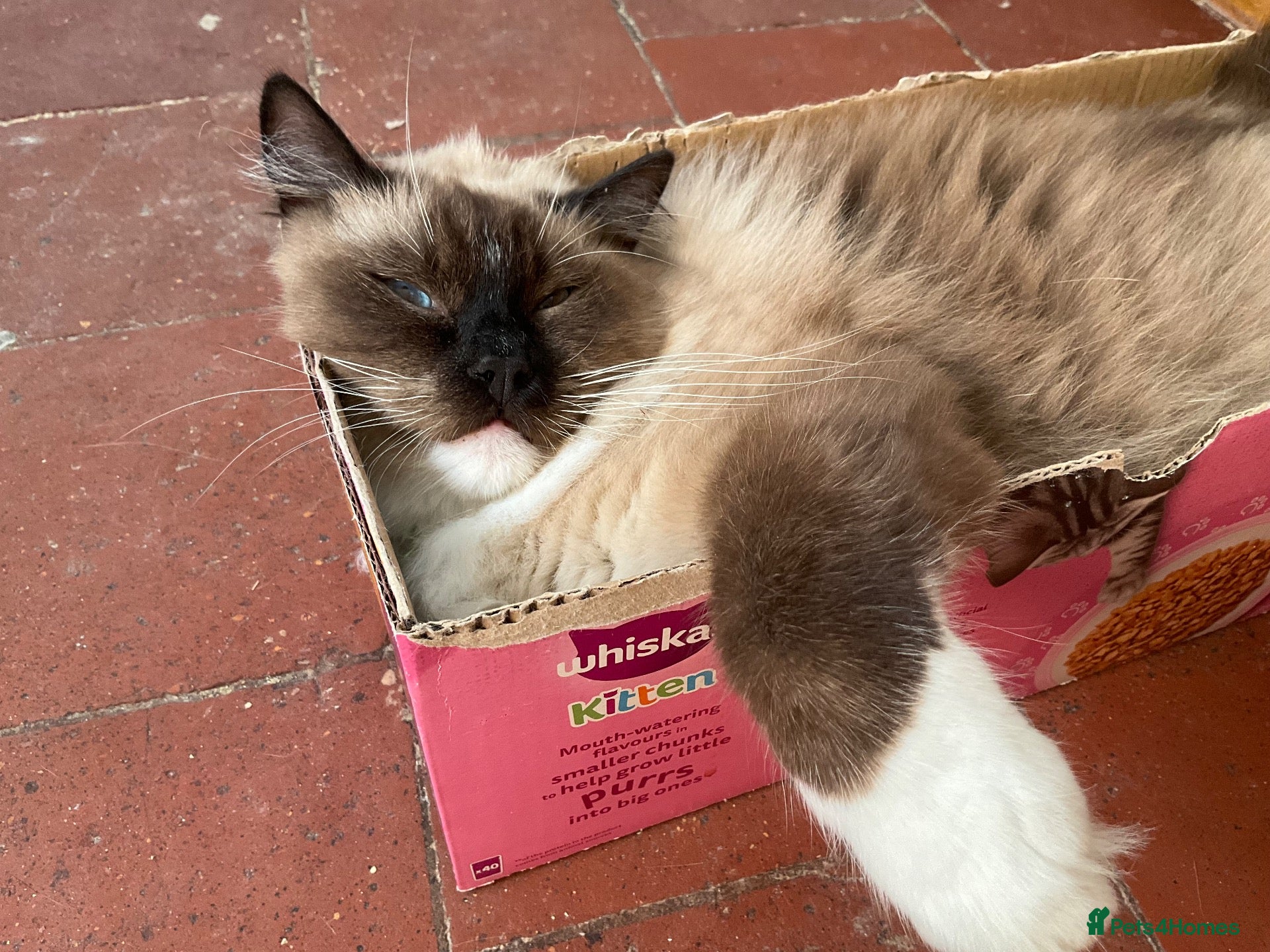 Ragdoll cats for sale: Stunning Ragdoll litter (boy spayed) - Advert 1