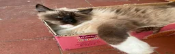 Ragdoll cats for sale: Stunning Ragdoll litter (boy spayed) - Advert 4