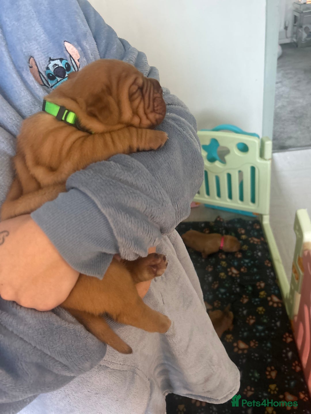 Dogue De Bordeaux dogs for sale: 2 BITCHES!LEFTFULL PEDIGREE 🦁 dogue de Bordeaux  - Advert 28